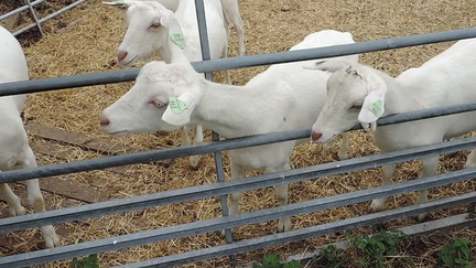Goats
