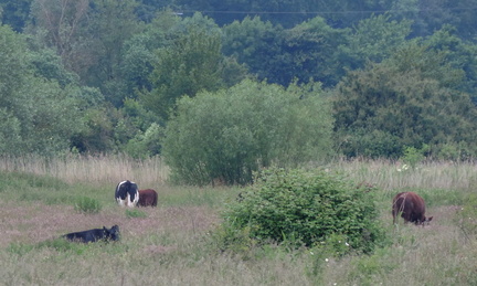 Cows