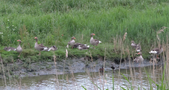 Geese