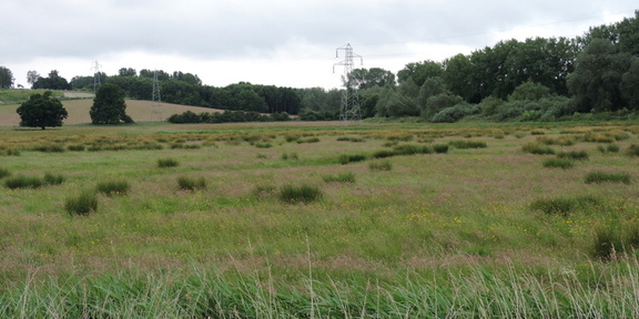 Field
