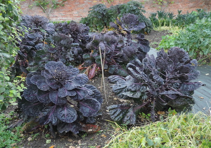 Purple leaves