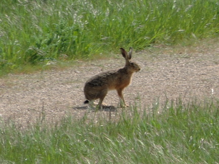 Hare