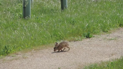 Hare