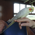 Cockateil