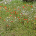 Poppies