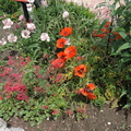 Poppies