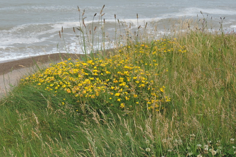 057-Flowers.jpg
