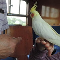 Cockateil