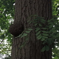 Canker