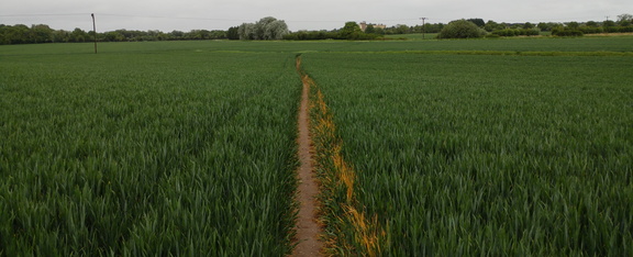 Path