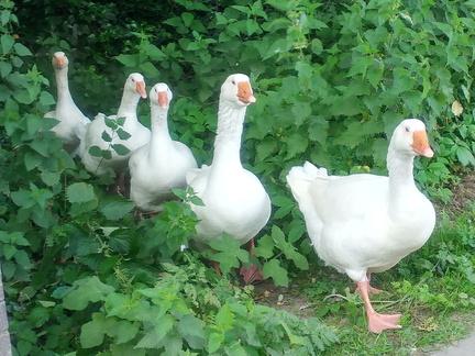 Geese