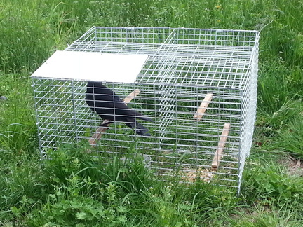 Caged Crow