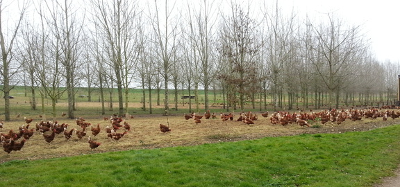 Chickens