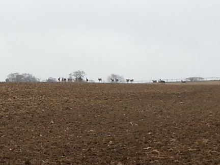 Deer