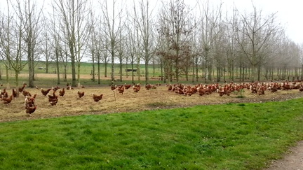Chickens