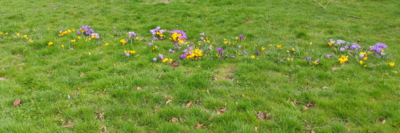 Crocuses