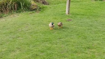 Ducks