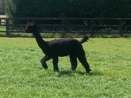 Black Llama