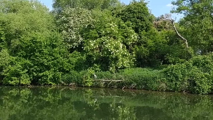 Heron