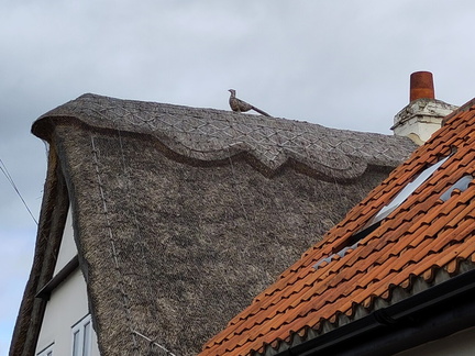 Pheasant