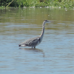 Heron