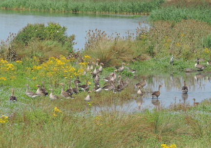 Geese