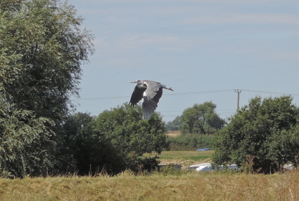 Heron