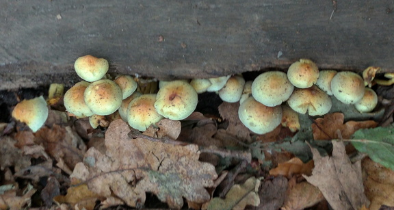 Mushrooms