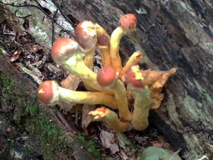Mushrooms