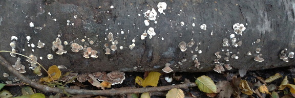 Bracket fungi