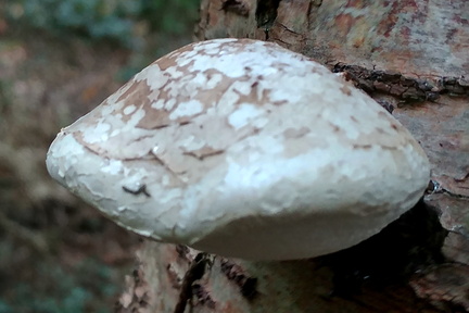 Fungus