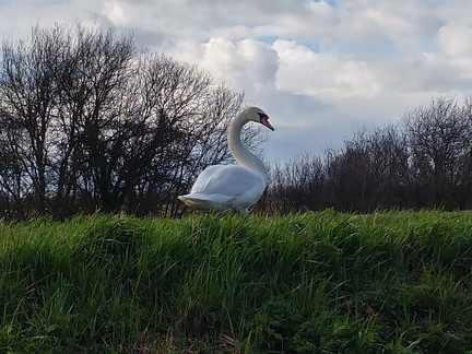 Swan