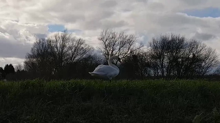 Swan