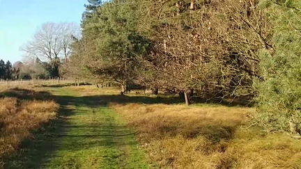 Deer