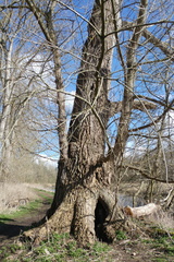 Hollow tree