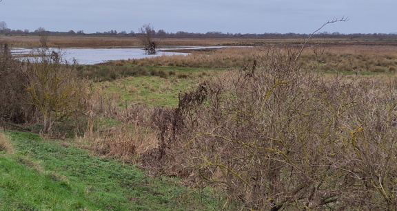 Burwell Fen