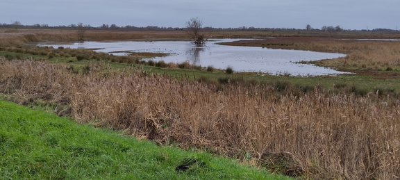 Burwell Fen