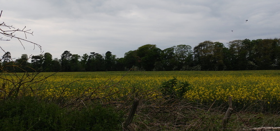 Field