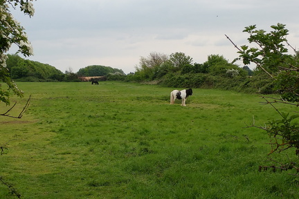 Horses