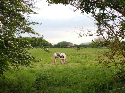 Horses
