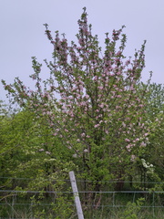 Bush