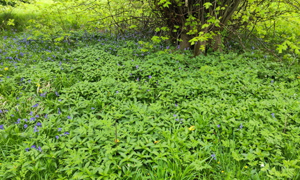 Bluebells