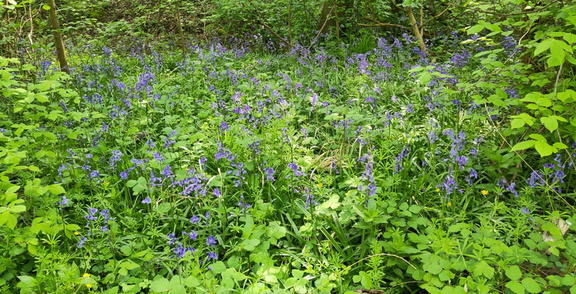 Bluebells