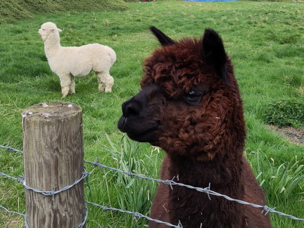 Llamas