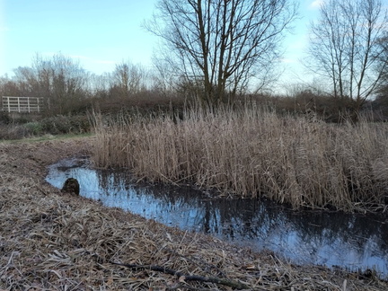 Pond