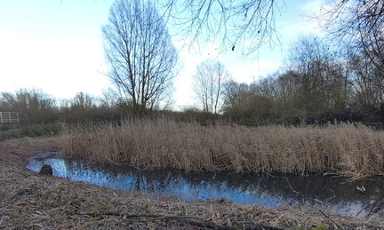 Pond