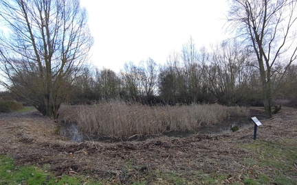 Pond