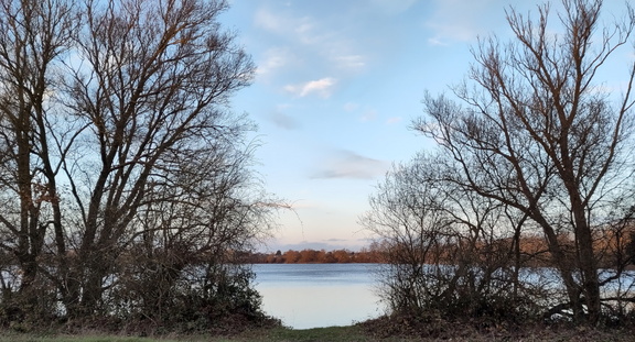 Through the trees