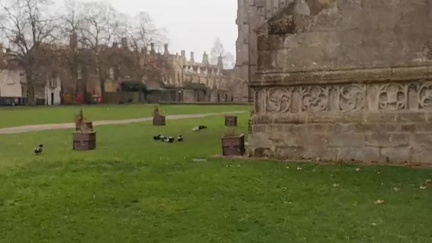 Ducks