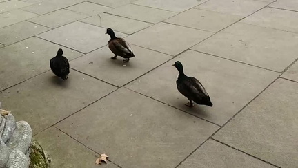 Ducks